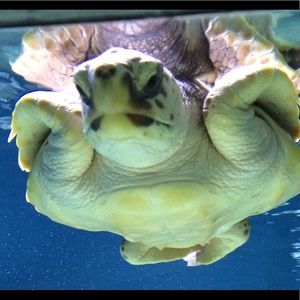 Meet your Posher, Tutu